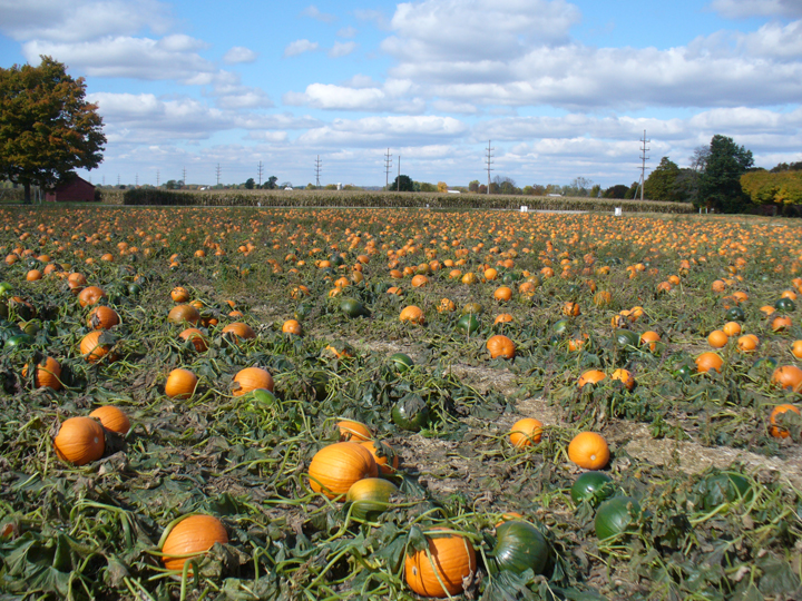 Pumpkin Patch shot with my personal point and shoot camera - not my pro camera