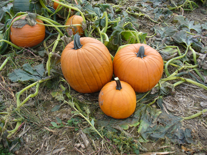 The pumpkins we collected -  shot with my personal point and shoot camera - not my pro camera