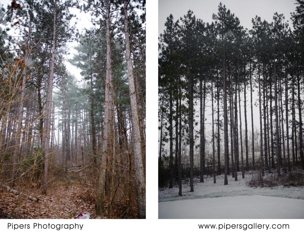 Snow in the woods behind and beside my house