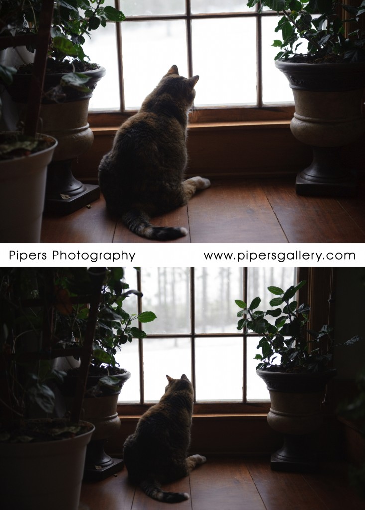 My cat Duckie trying to chase snowflakes through the window