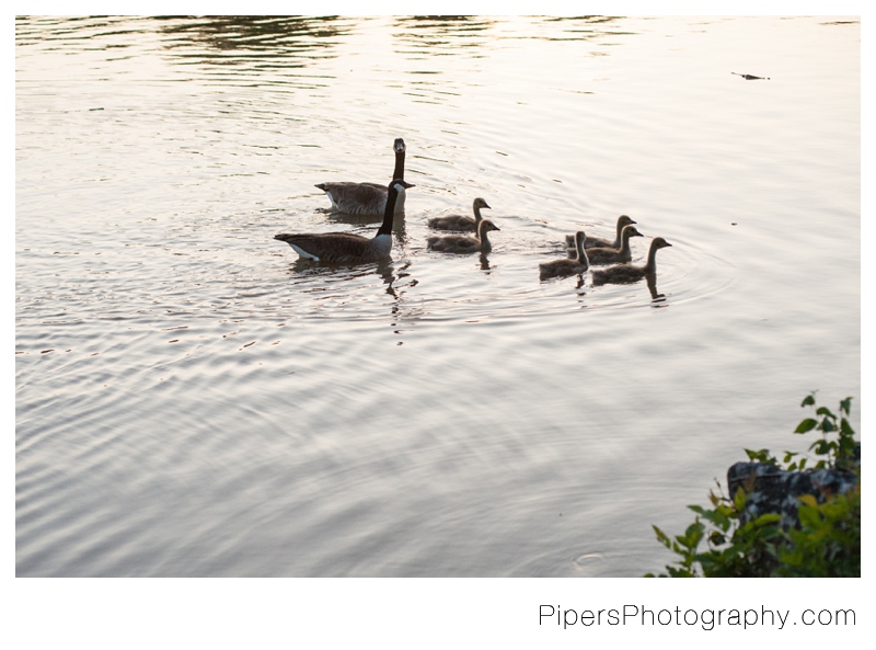 24 Hilliard Ohio Engagement Session Photos Hilliard Ohio Engagement Session Photos Pipers Photography Krista Piper Ohio Wedding and engagement Photographer  geese