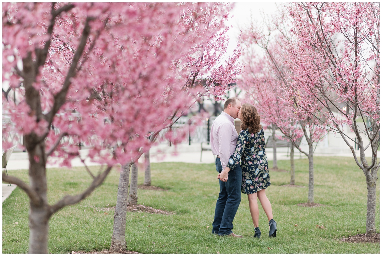 an engaged couple is kissing and walking away from the camera while surrounded by spring redbuds blossoms 