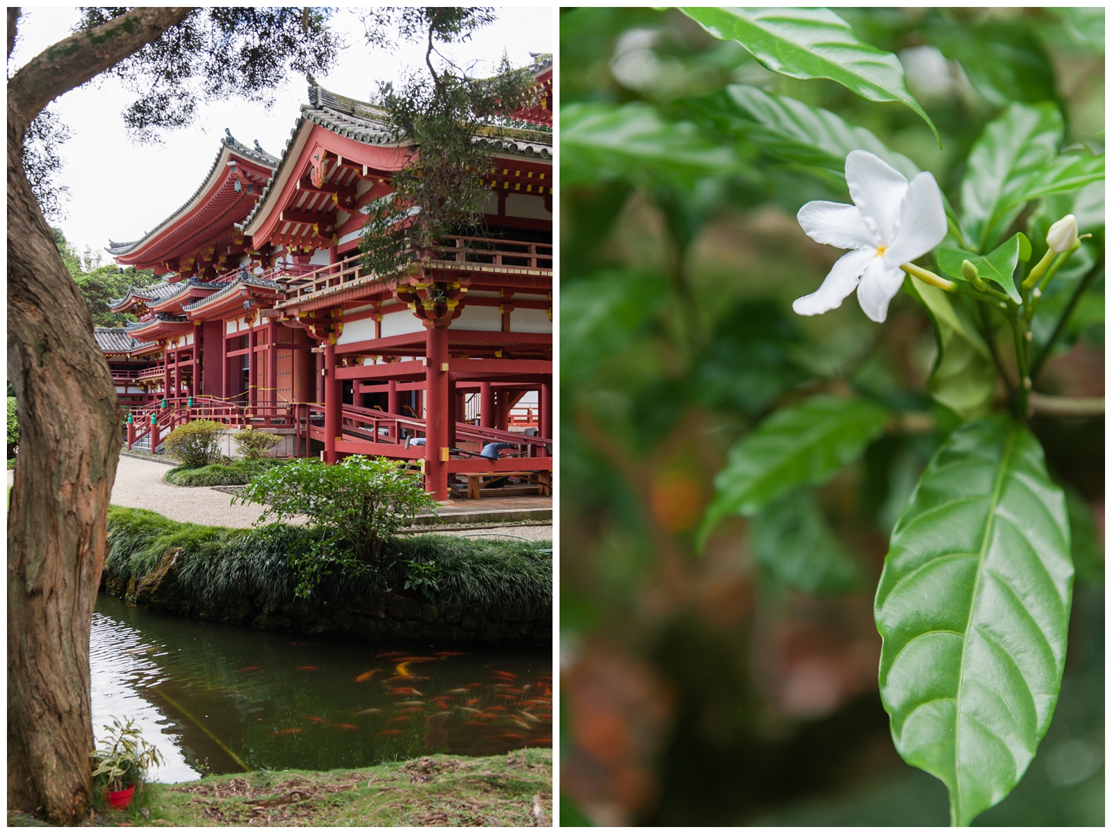 a macro photo of a white flower and a detail image of the Byodo-in Temple in the valley of the temples memorial park 