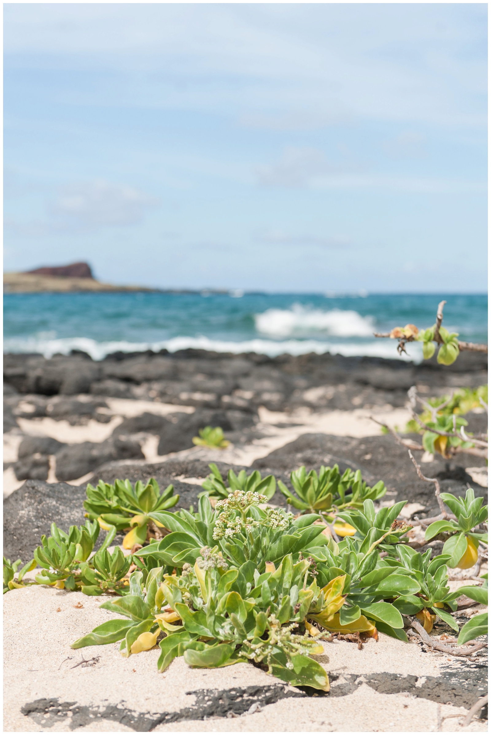 Ocean Waves crashing over lava rocks in Oahu hawaii at Kaupo Beach with a native green plant in focus 