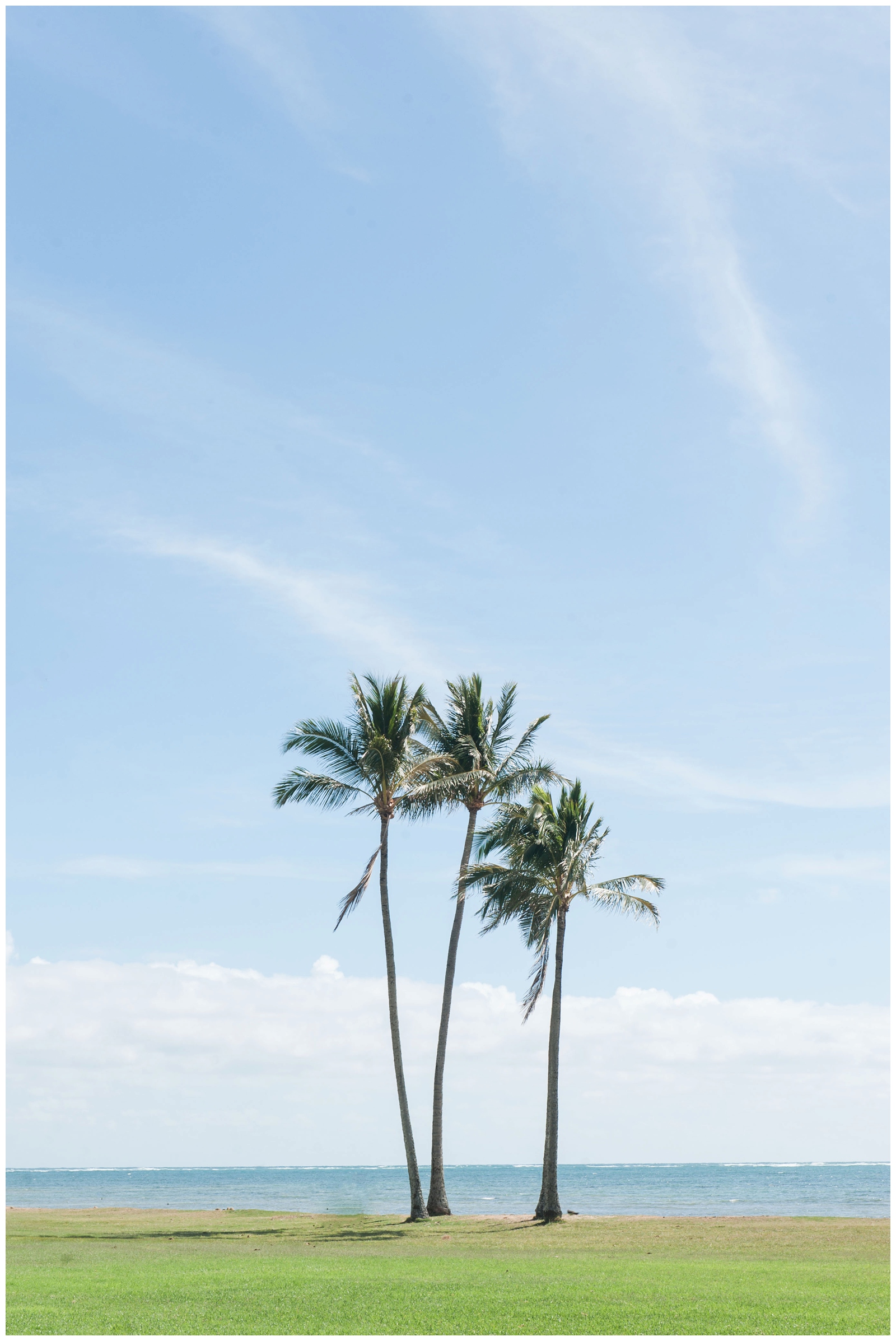 three palm trees at Kualoa Beach Park oahu hawaii Oahu Hawaii Honeymoon Vacation