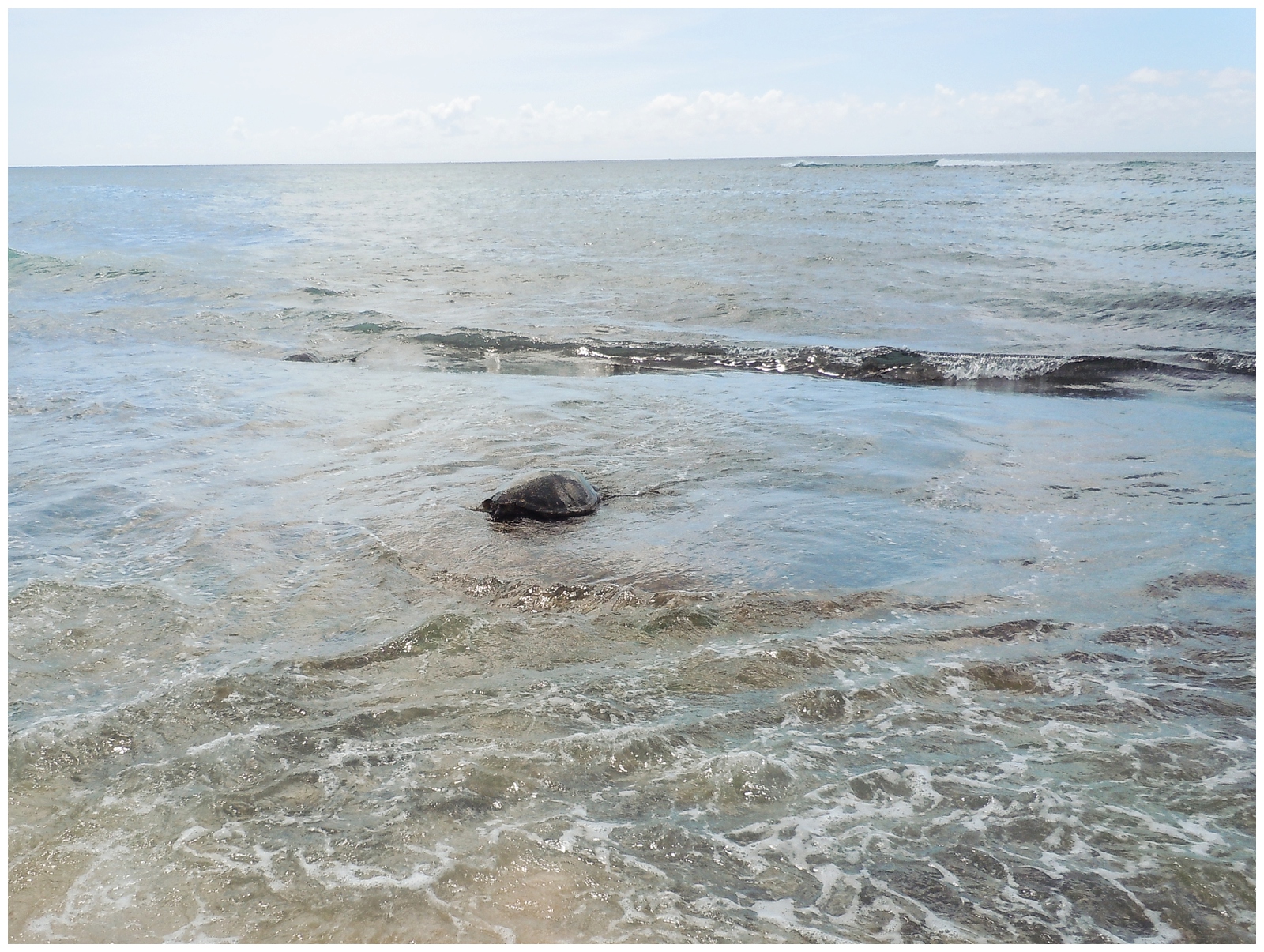 turtles at The North Shore - Sunset Beach - Turtle Bay swimming in the ocean