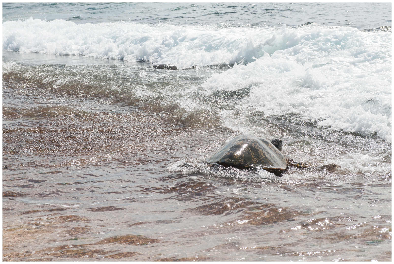 turtle on shoreline at The North Shore - Sunset Beach - Turtle Bay