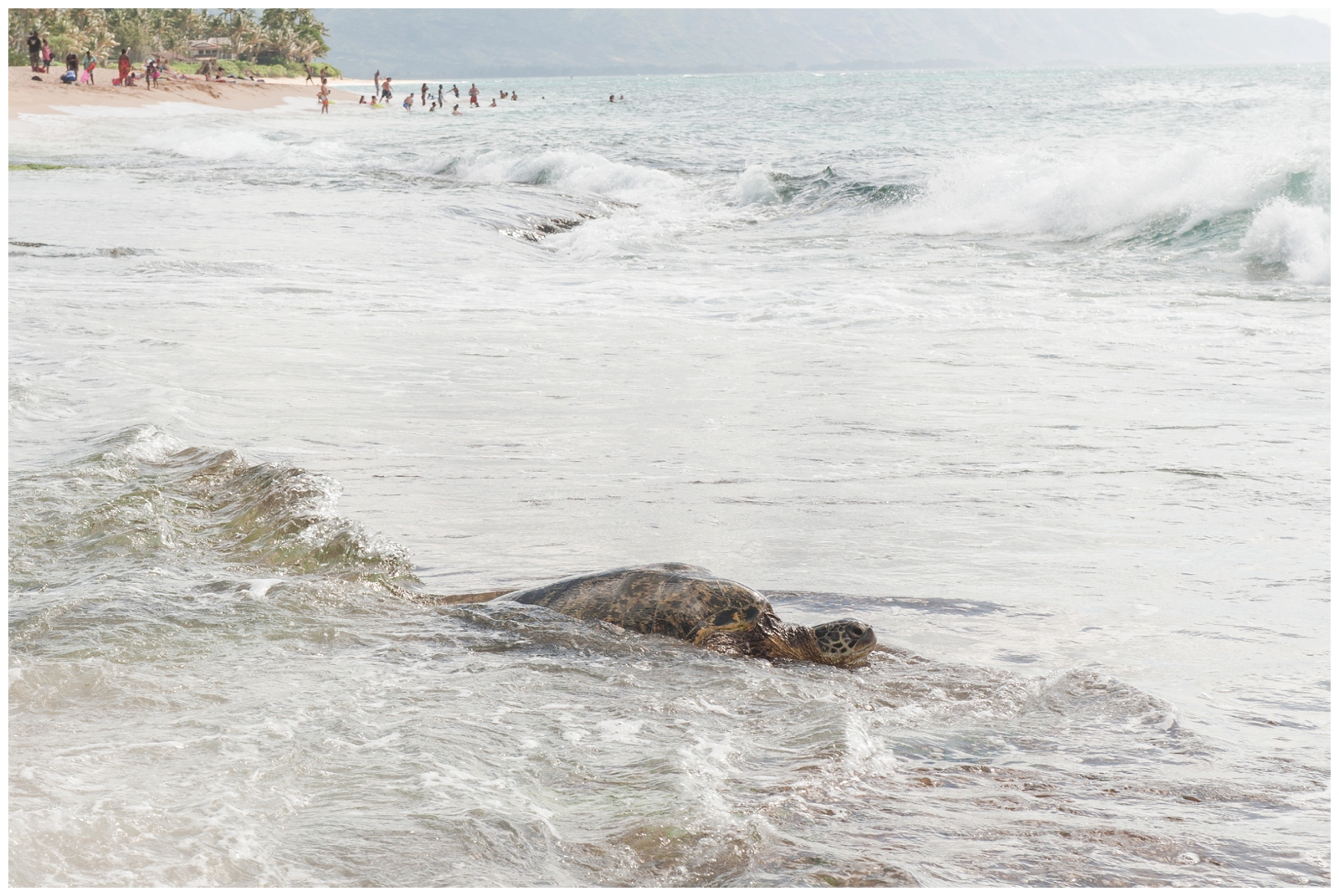 turtle on surf at turtle bay in oahu hawii the north shore