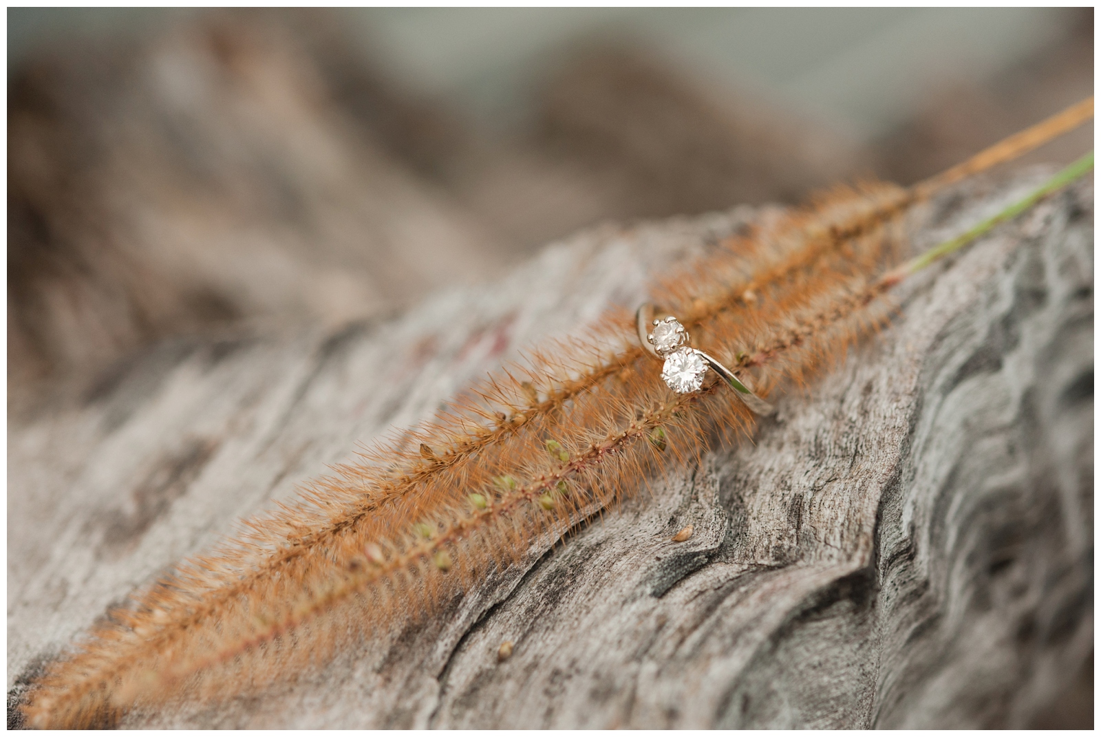 elegant heirloom engagement ring on wheat during an engagement session in sunbury ohio