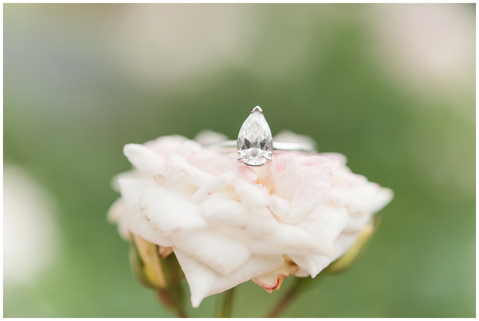 teardrop diamond ring rests on pale pink flower during greenhouse inspired engagement session