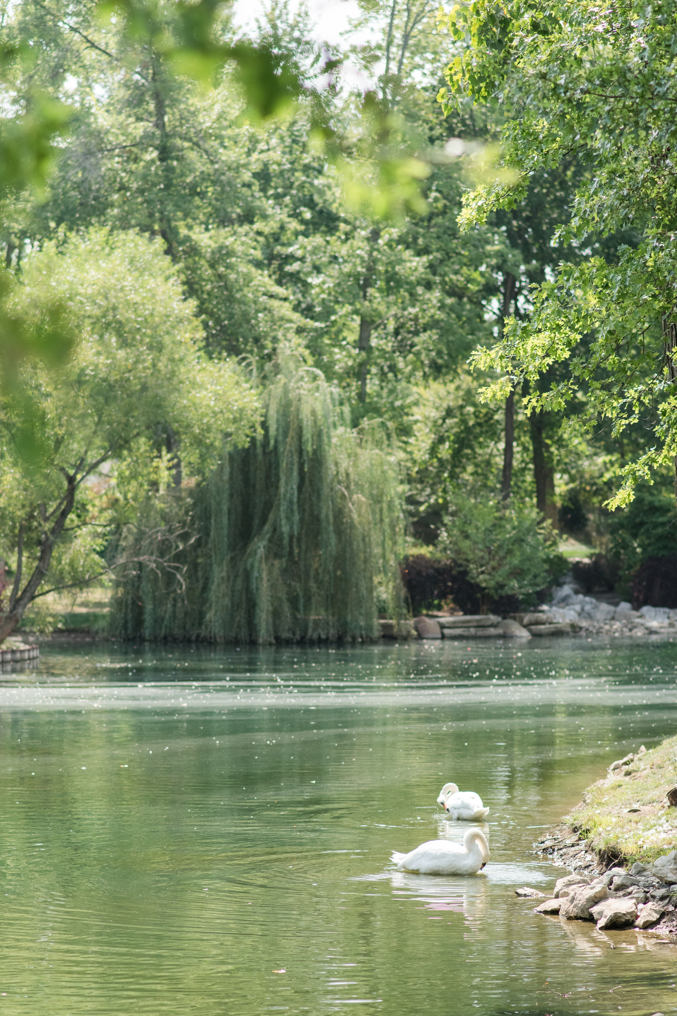 A look at swans swimming in a pond near a willow tree