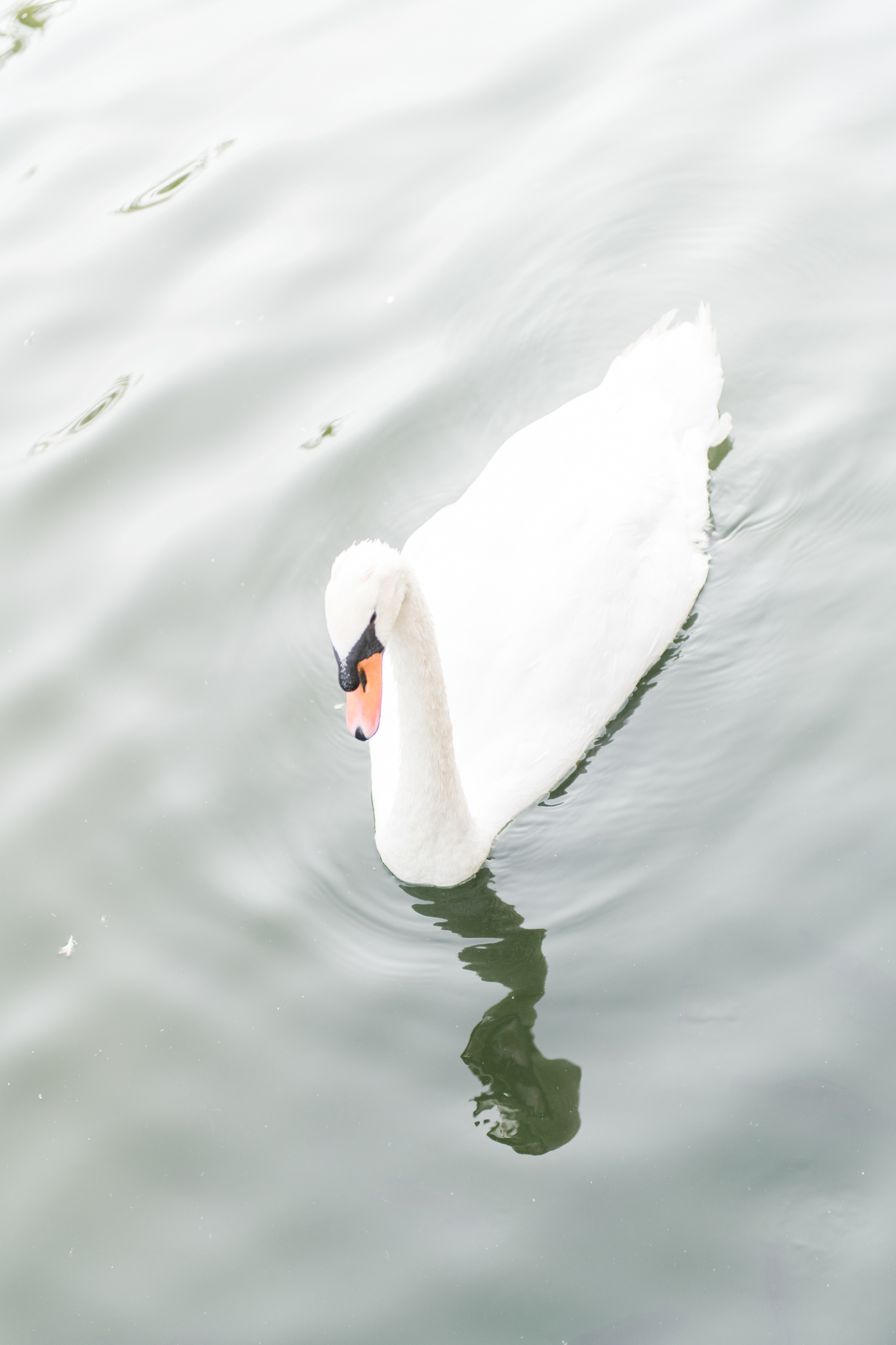 A Swan swims in the pond